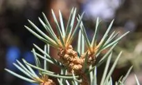 Plants Can Be Affected by Man-Made Noise