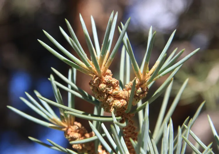 A new study finds that man-made noise has ripple effects on plants such as the pinyon pine, as their natural seed dispersers tend to avoid noisy areas. (Dcrjsr/Wikimedia Commons)