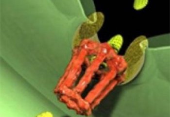 LEAVING THE NUCLEUS: Scientists have seen for the first time messenger RNA molecules (green structures) passing through the nuclear pore (red) from the nucleus to the cytoplasm. (Albert Einstein College of Medicine)