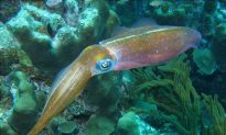 Migrating Squid May Fly to Conserve Energy