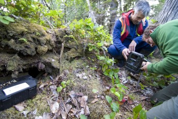 Coastal Conservation staff set up a remote camera as part of a rat eradication program on Arichika and Bischof Islands. (Chris Gill/Coastal Conservation) Coastal Conservation staff set up a remote camera as part of a rat eradication program on Arichika and Bischof Islands. (Chris Gill/Coastal Conservation)