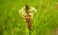 Ribwort Plantain, The Rejuvenating Plant