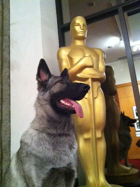 The original vote for Best Actor in 1929 went to Rin Tin Tin, a German Shepherd film dog, in "The Night Cry." (Rin Tin Tin Incorporated)