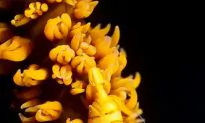 SCIENCE IN PICS: Whip Coral Shrimp Blends in Perfectly