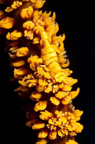 Whip coral shrimp on a orange whip coral at Bunaken Marine Park in Manado, Sulawesi. (Matthew Oldfield)