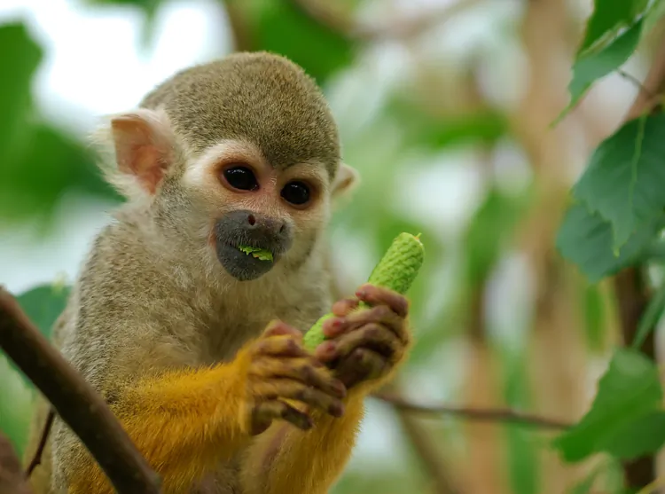 Squirrel Monkeys spend most of their time in the trees. (Luc Viatour/www.Lucnix.be)
