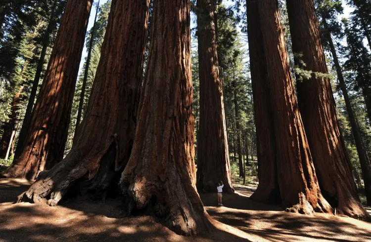 A woman stands among a grove of a giant Sequoia trees in the Sequoia National Park in Central California on Oct. 11, 2009. The redwood trees, which are native to California's Sierra Nevada Mountains are the world's largest by volume reaching heights of 274.9 feet (84.2 meters) and a ground level girth of 109 feet (33 meters). The oldest known giant sequoia based on it's ring count is 3,500 years old. (Mark Ralston/AFP/Getty Images)