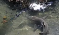 Surfer Survives Shark Attack in W. Australia