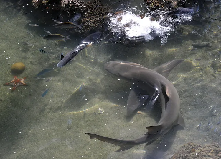Photo taken on July 11, 2010 shows a lemon shark (R) chasing a mullet (L) at the Living Reef aquarium on Daydream Island in the Whitsundays archipelago off Queensland. (Torsten Blackwood/AFP/Getty Images)