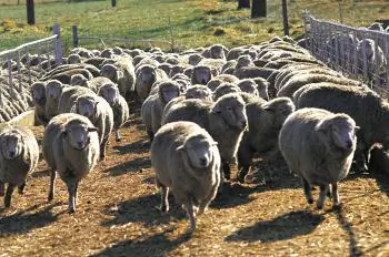 Forced Vaccinations, Government, and the Public Interest (Part 1)