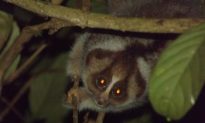 Bornean Slow Loris Tagged for First Time