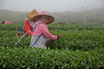 HAPPY TEA LADY: A smiling tea picker from the Sun Moon Lake region picking black tea in the Assam tea region. (Rich Carlson) HAPPY TEA LADY: A smiling tea picker from the Sun Moon Lake region picking black tea in the Assam tea region. (Rich Carlson)