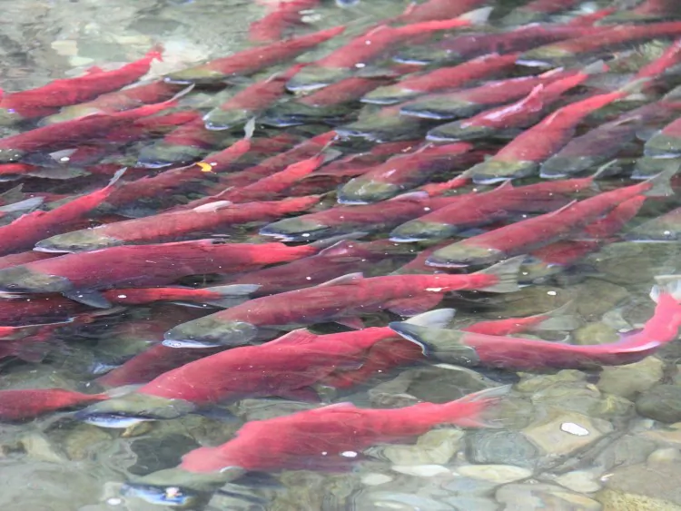 A commercial salmon fishing vessel in Alaska (Watershed Watch Salmon Society)