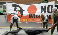 South Korea May Not Hunt Whales