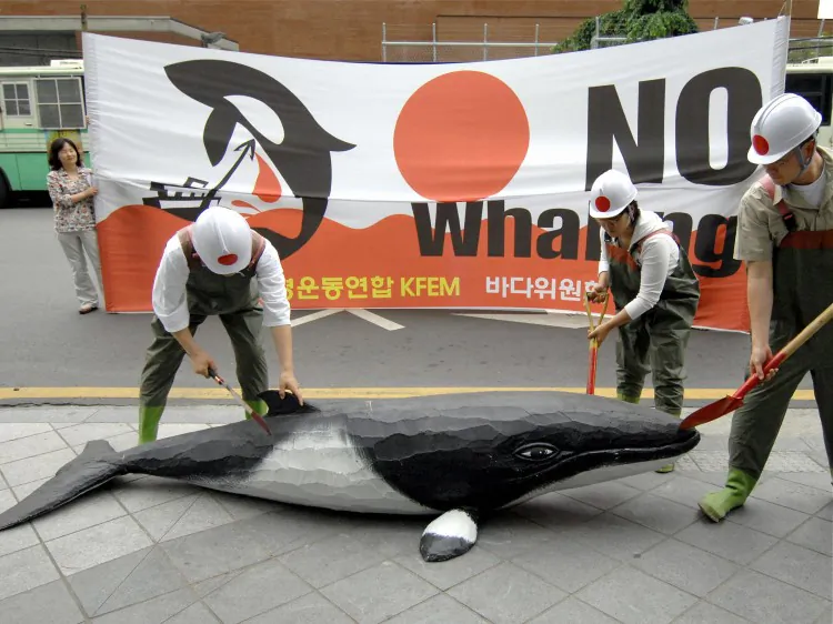 South Korean environmental activists during a demonstration denouncing Japan's whaling, in front of the Japanese embassy in Seoul, 29 May 2007. (Jung Yeon-je/AFP/Getty Images)
