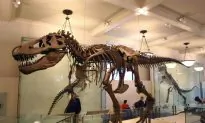 T. Rex Had Strongest Bite of All Land Animals
