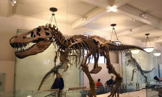 T. Rex Had Strongest Bite of All Land Animals