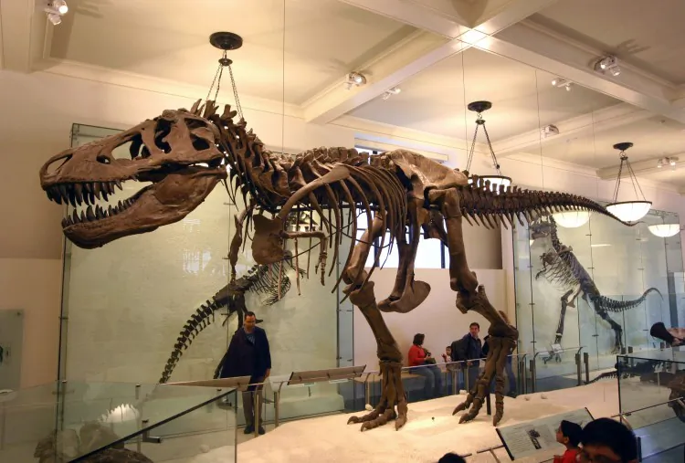 A Tyrannosaurus rex skeleton at the American Museum of Natural History. (J.M. Luijt/Wikimedia Commons)