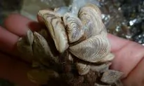 Boaters Asked to Help Keep Invasive Mussels Out of B.C.
