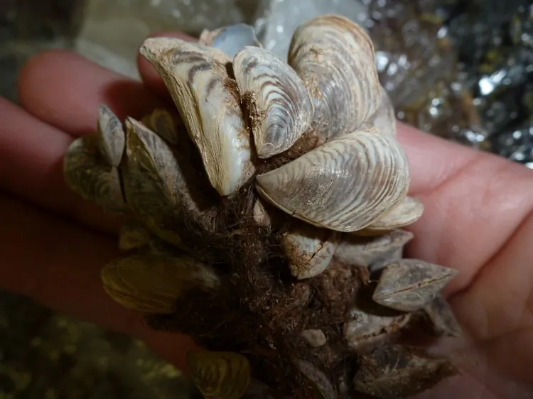 A cluster of Quagga mussels. The South Okanagan Invasive Plant Society is urging B.C. boaters to clean their vessels properly in order to prevent the spread of two invasive mussel species found in eastern Canada and the U.S. (Courtesy Lisa Scott)