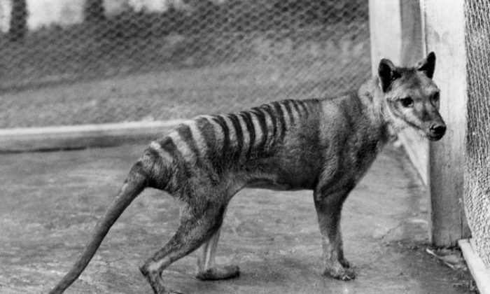 Researchers found that the Tasmanian tiger had extremely low genetic diversity. (Courtesy of The Tasmanian National Museum and Art Gallery)