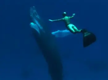 Exposing the Treacherous Cove in ‘The Cove’