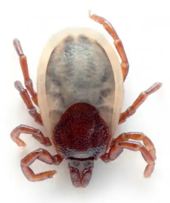 Ten Die in China from Tick Bites