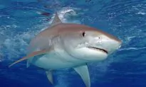New York Attempts to Ban Shark Fin Trade