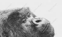 Experience Wildlife on the Southbank