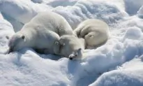 Movie Review: ‘To the Arctic’