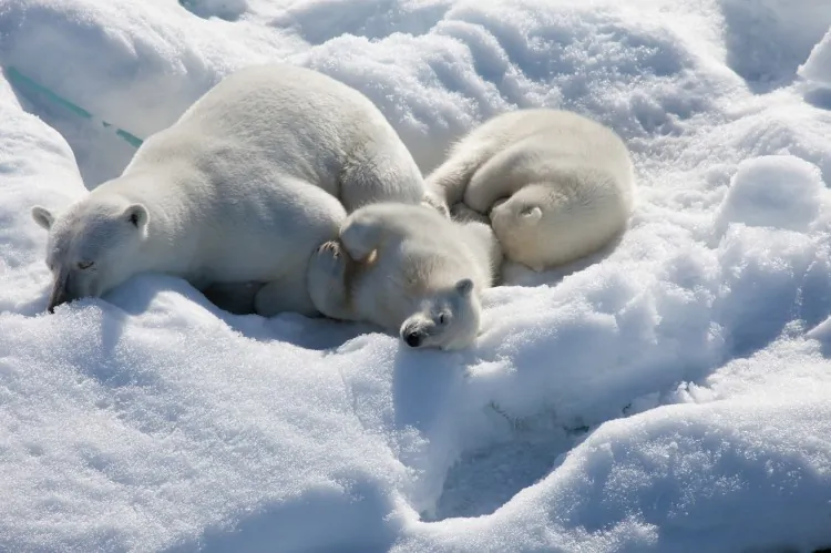 A still of the documentary “To The Arctic,” a film investigating the lives of three polar bears in the changing Arctic wilderness. (Shaun MacGillivray/ Warner Bros. Entertainment Inc.)
