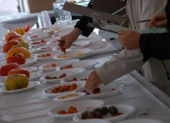 TOMATO TASTING: Judges at the 26th Annual Tomato Festival at Boston's City Hall Plaza evaluate tomatoes of all colors, shapes, and sizes as part of Massachusetts Farmers Market Week. ( COURTESY OF EXECUTIVE OFFICE OF ENERGY AND ENVIRONMENTAL AFFAIRS )