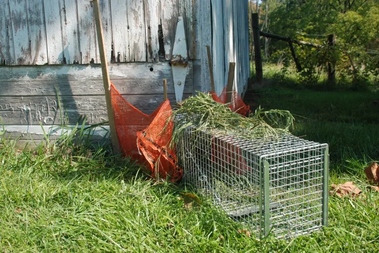 Tomahawk Live Trap in place, camouflaged with grass and set with discarded grapefruit mesh bags staked from the woodchuck's burrow to the trap. (Myriam Moran copyright 2012)
