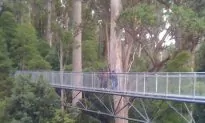 Walking Tall Among Giants