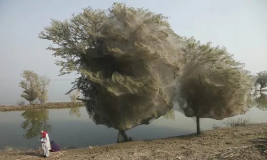 Australian Town Cocooned by Spider Webs