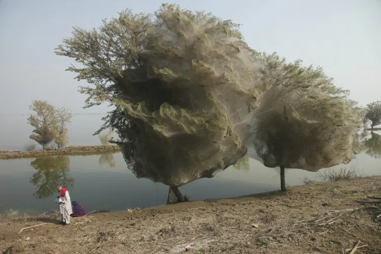 Trees cocooned in spiders webs in Sindh, Pakistan in December 2010. (Russell Watkins/Department for International Development)