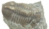 Night of the Trilobites Part I