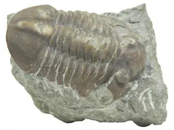 Night of the Trilobites Part I