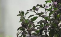 Tulsi: Queen of Herbs