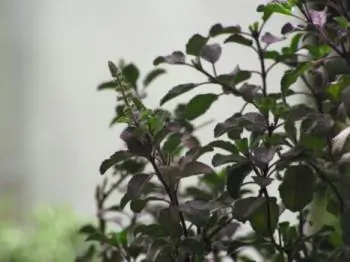 Tulsi: Queen of Herbs