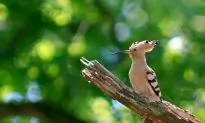SCIENCE IN PICS: The Hoopoe