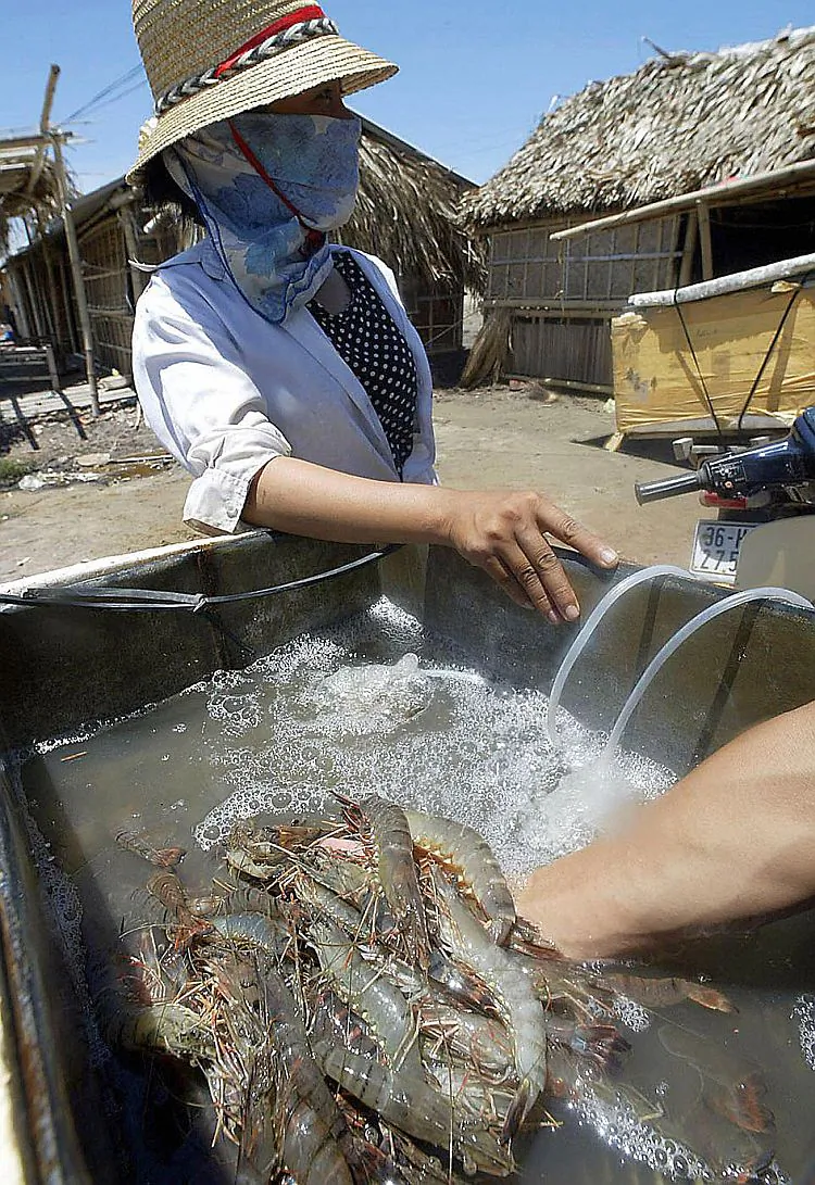 A file photo of a Vietnamese shrimp farmer letting a trader inspect shrimp she has just fished from her family shrimp farm in Quang Xuong District, in the northern coastal province of Thanh Hoa, on July 26, 2003. An increased demand for tropical shrimp has led to the spread of plantations, wiping out mangrove forests and other ecosystems. (Hoang Dinh Nam/AFP/Getty Images)