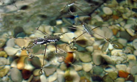 Super-Buoyant Material Mimics Water Striders