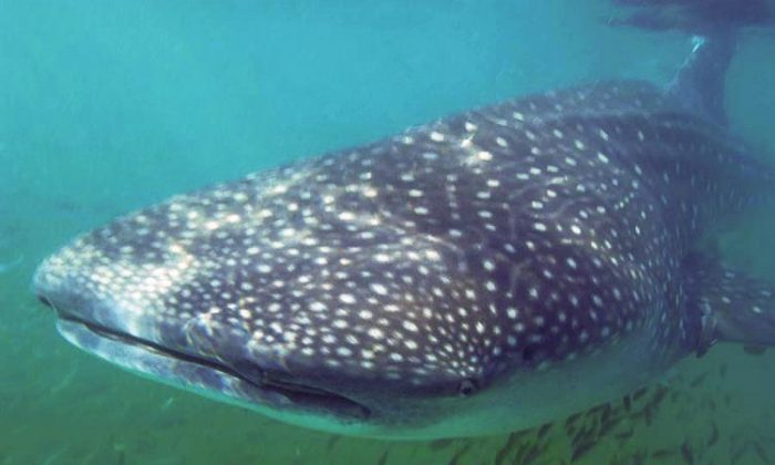 Over 300 Embryos Found in Pregnant Whale Shark | The Epoch Times