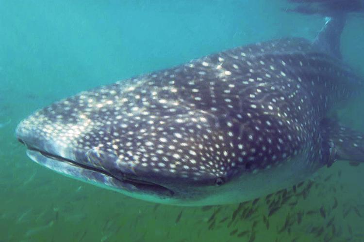 Over 300 Embryos Found in Pregnant Whale Shark