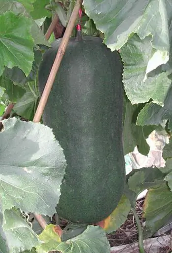 According to Chinese medicine, this fruit can help regulate blood sugar. (Wingklee/Wikimedia Commons)