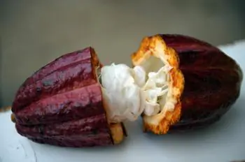 Chocolate Slows Aging