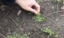 Urban Foraging Turns Up Edibles in Prospect Park