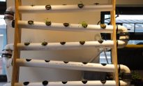 Aquaponics Start-Up in Long Island City Dreams Big