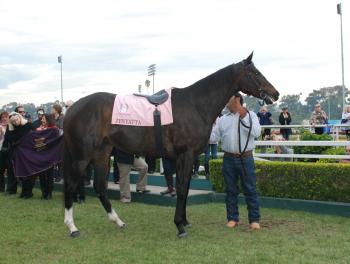 Zenyatta makes one last trip to the winners circle for fans. (Robin Kemker/The Epoch Times) Zenyatta makes one last trip to the winners circle for fans. (Robin Kemker/The Epoch Times)
